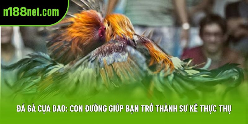 Đá Gà Cựa Dao: Con Đường Giúp Bạn Trở Thành Sư Kê Thực Thụ