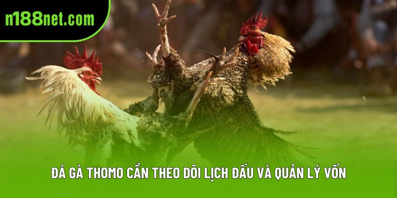 Đá gà Thomo cần theo dõi lịch đấu và quản lý vốn Đá gà Thomo cần theo dõi lịch đấu và quản lý vốn